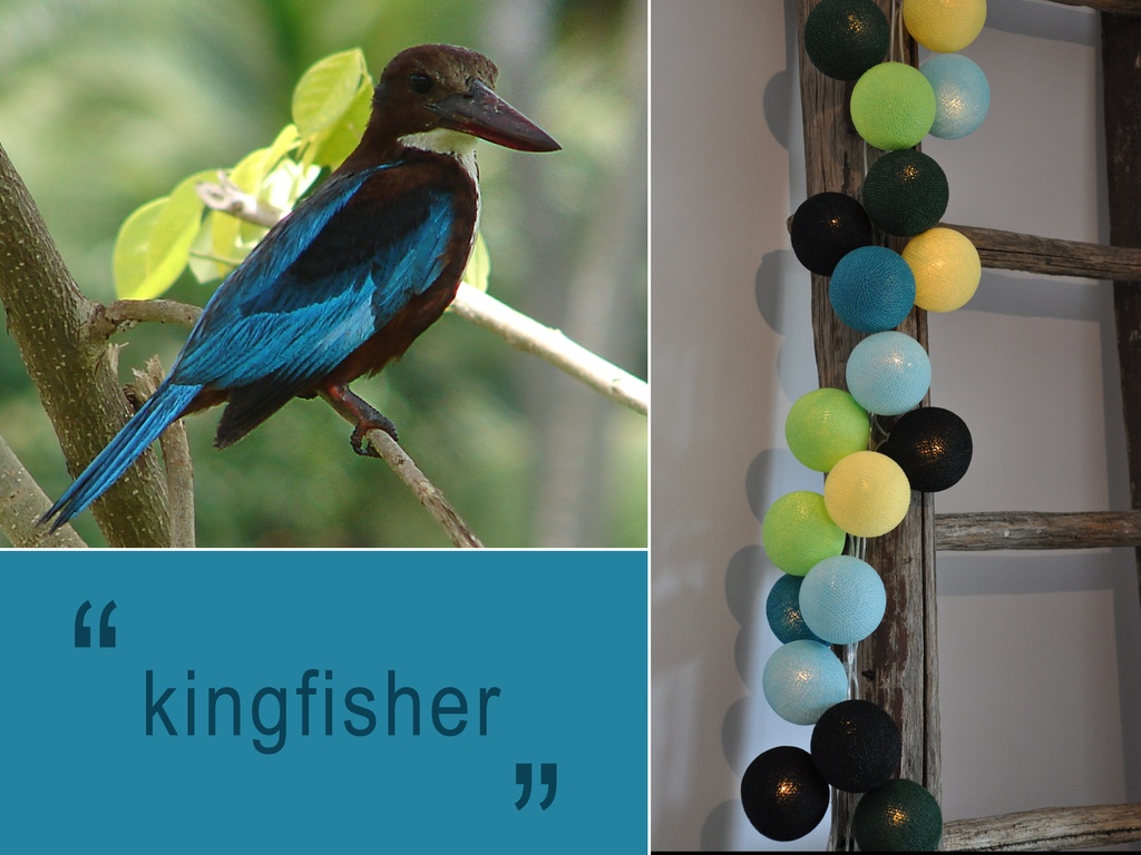 Kingfisher - LED