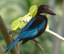 Kingfisher - LED