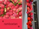Ramboetan - LED