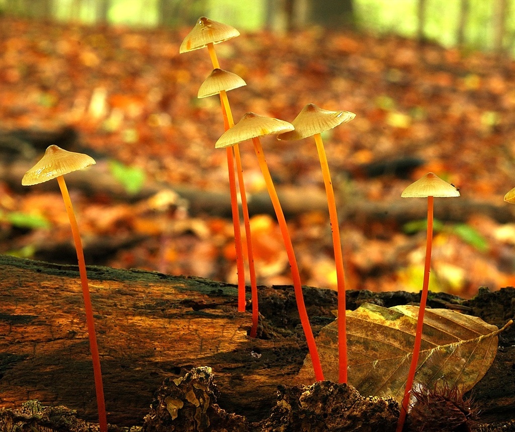 Prachtmycena