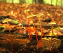 Prachtmycena